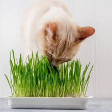 Natural Cat Grass